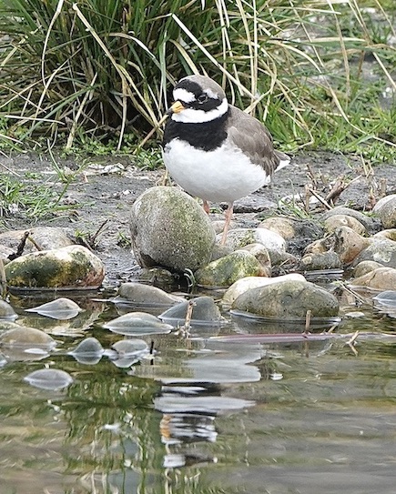 ringed plover